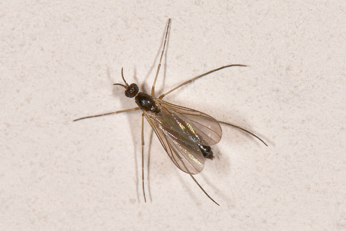 Mycetophilidae? No, Keroplatidae: Orphelia cfr. nemoralis